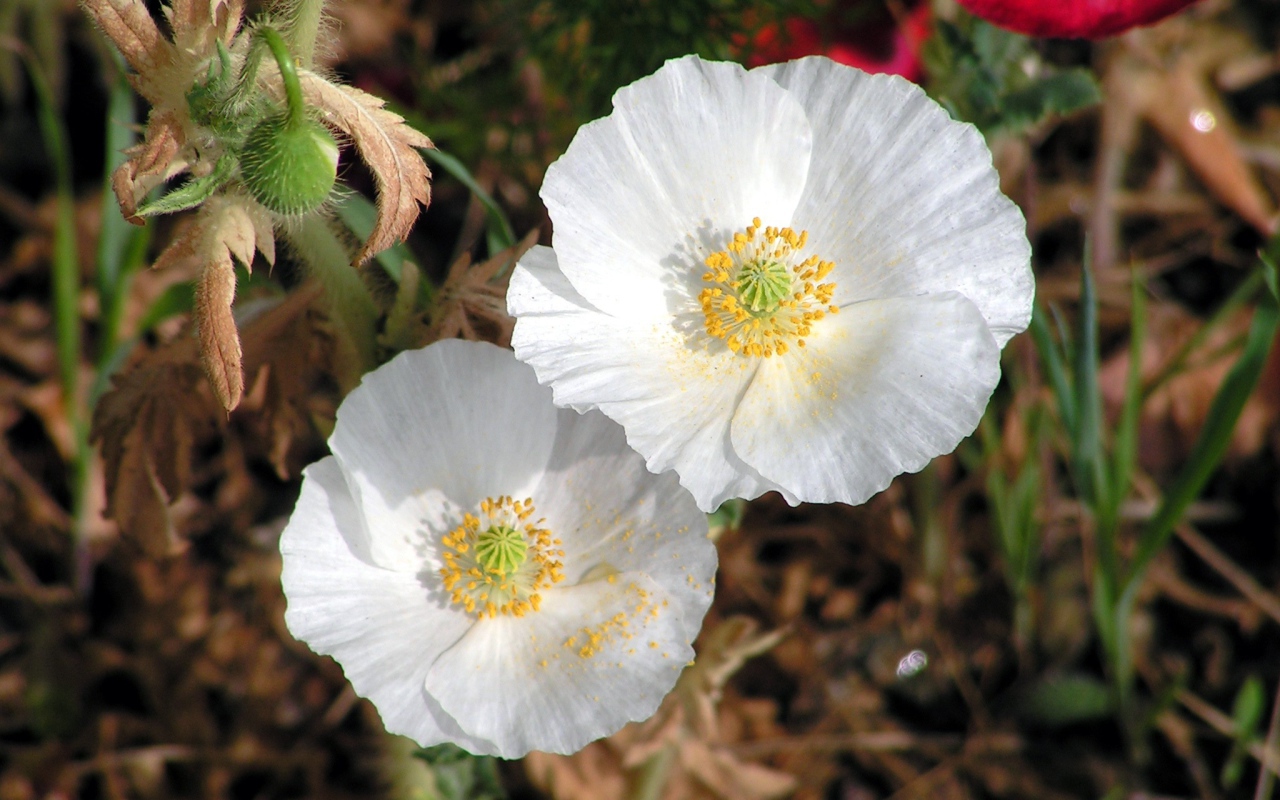 Нежные белые цветы