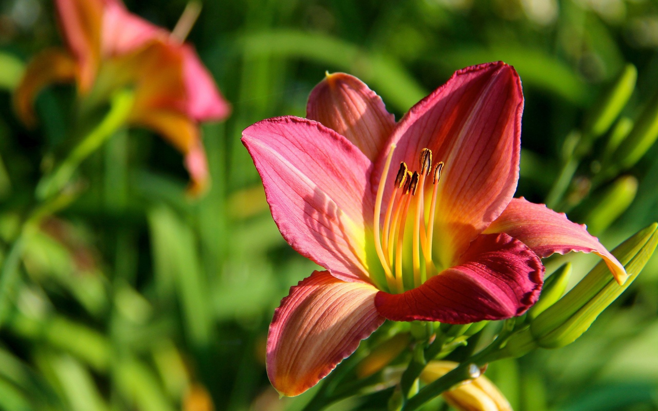 Цветок с тычинками