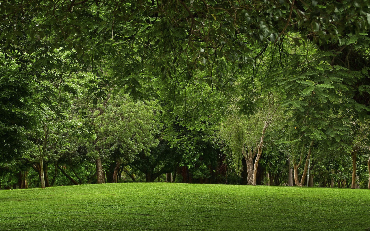 Зеленая природа парка