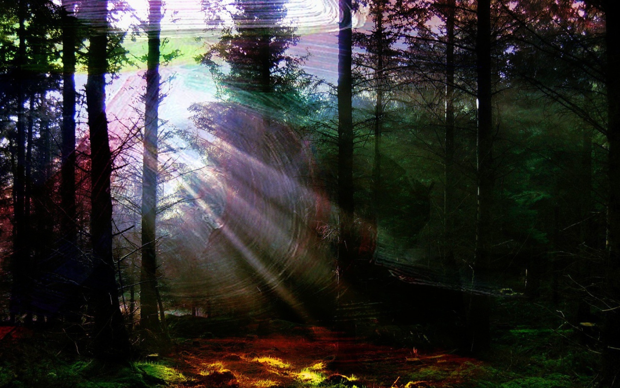 Лес в солнечной паутине