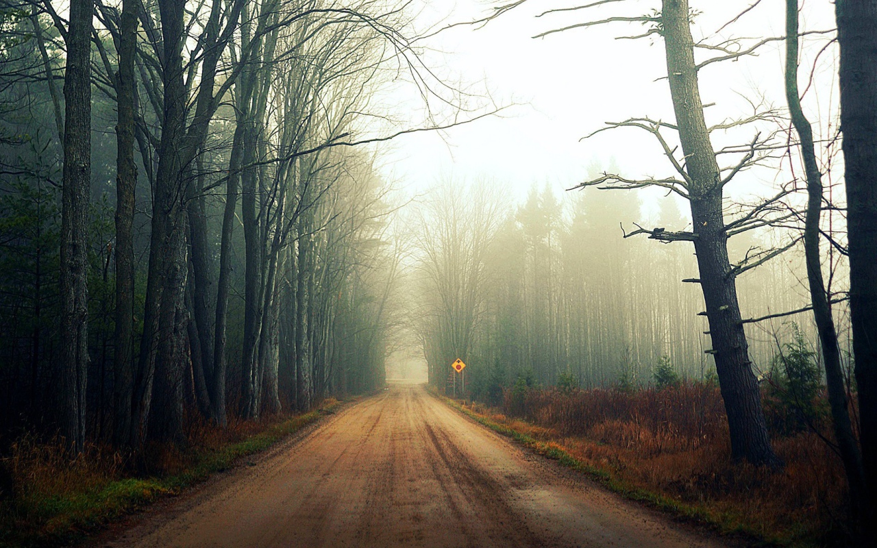 Туман на лесной дороге