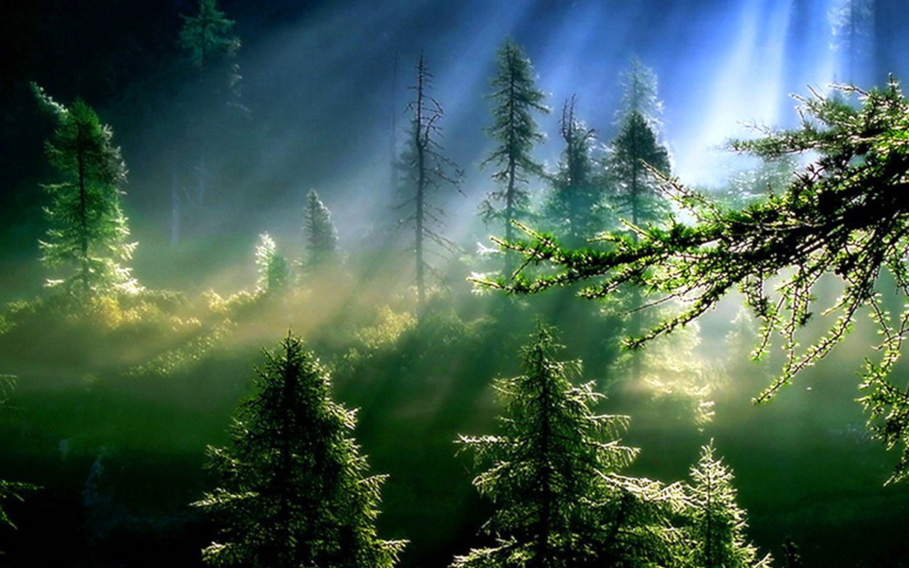 Утро в еловом лесу