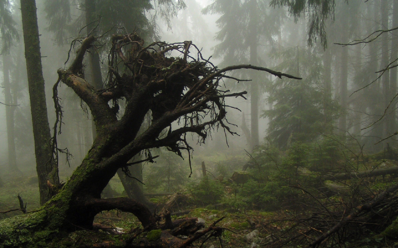 Корни упавшего дерева