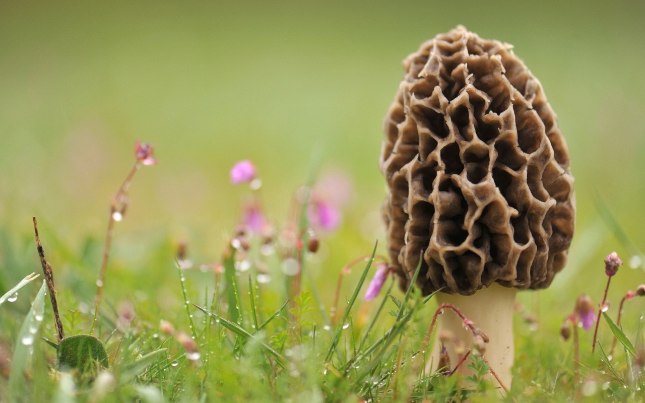 Гриб сморчок