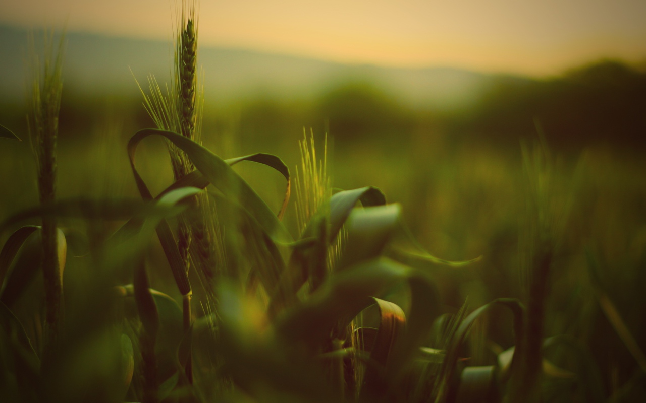 Трава с колосьями