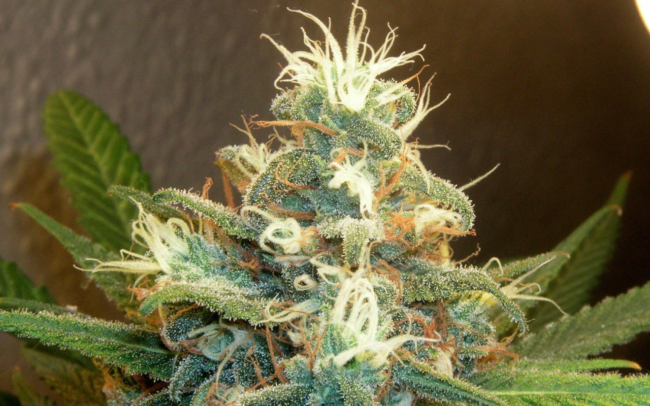 Марихуана почки растений 