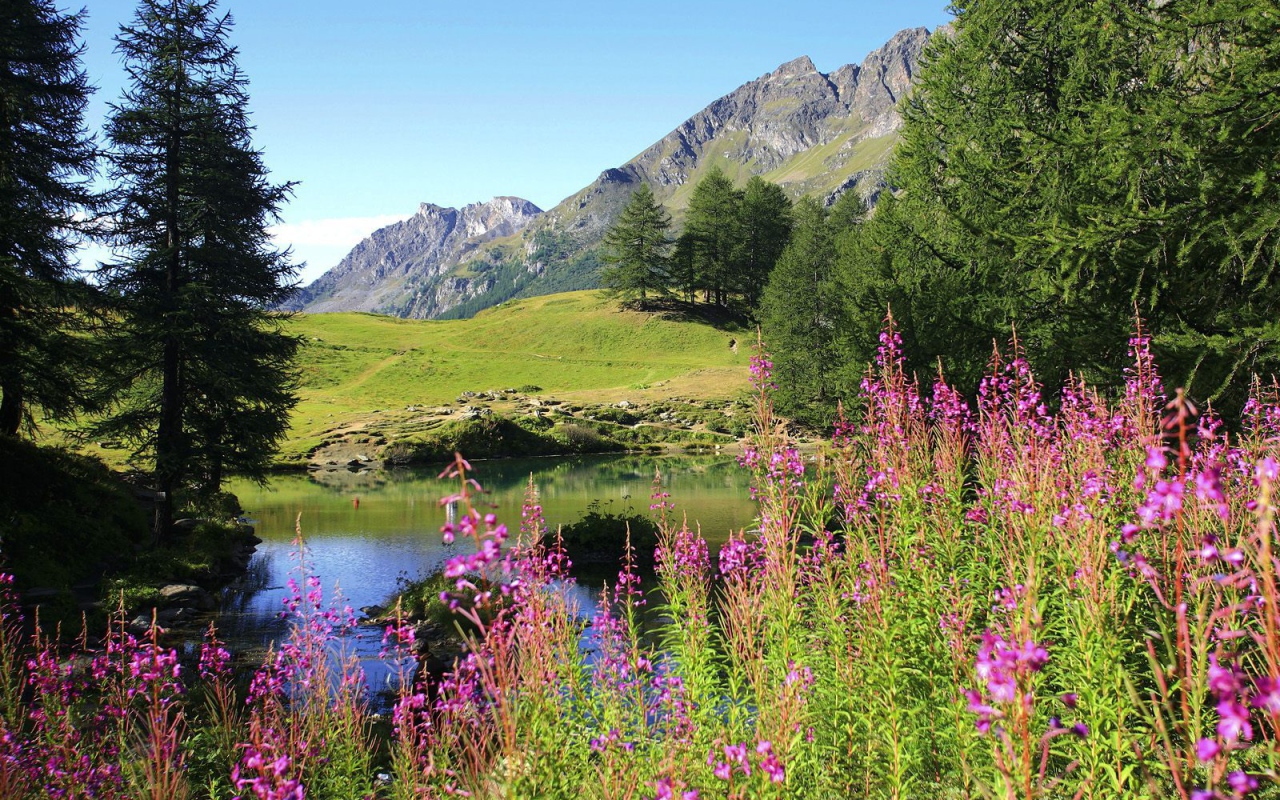 Цветет иван чай