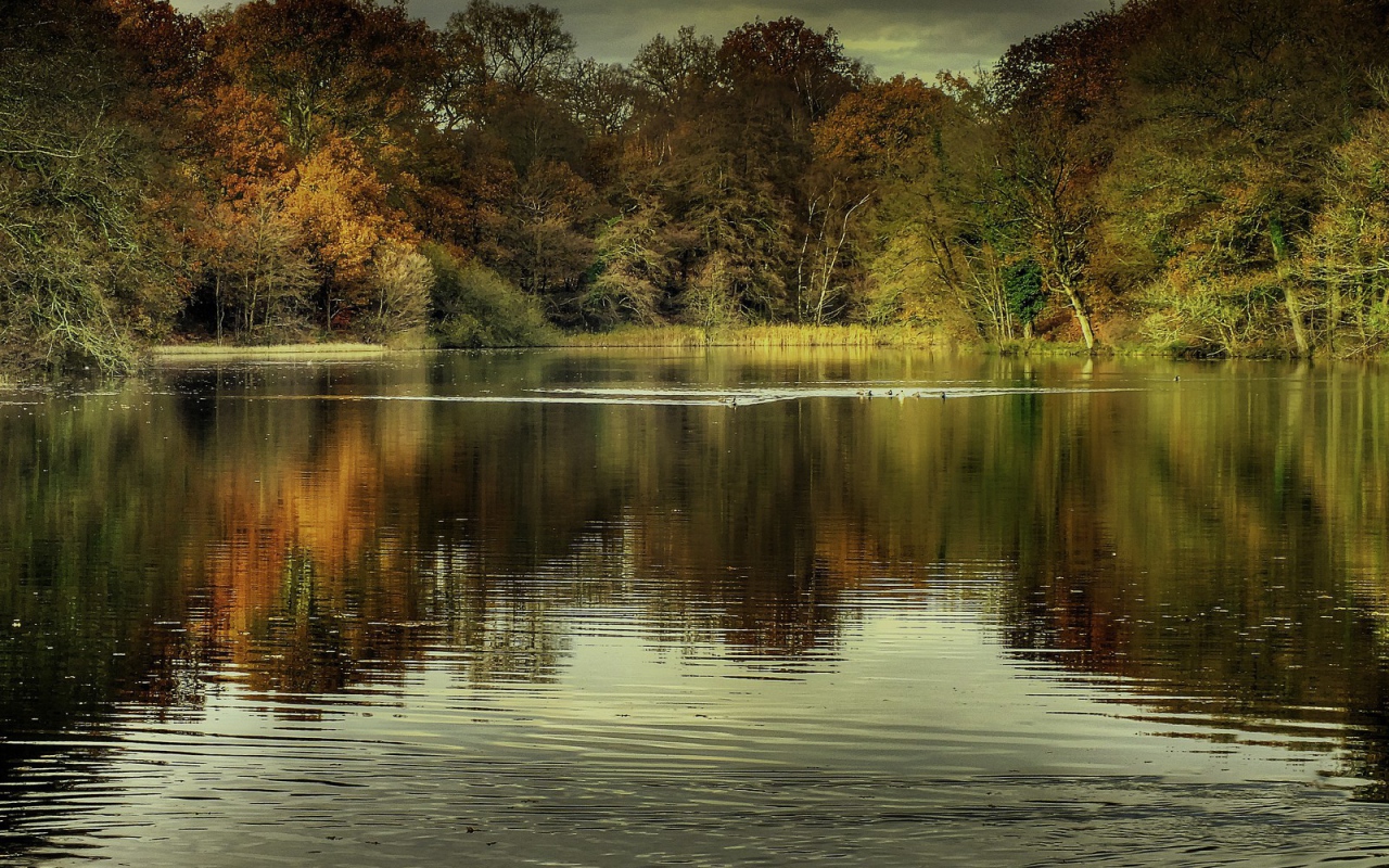 Утки на озере