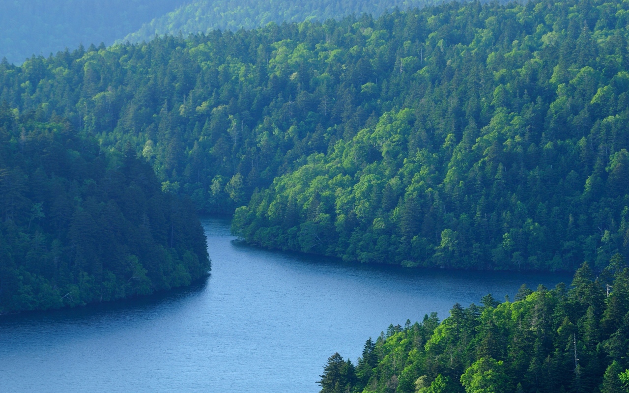 Лес у большой реки