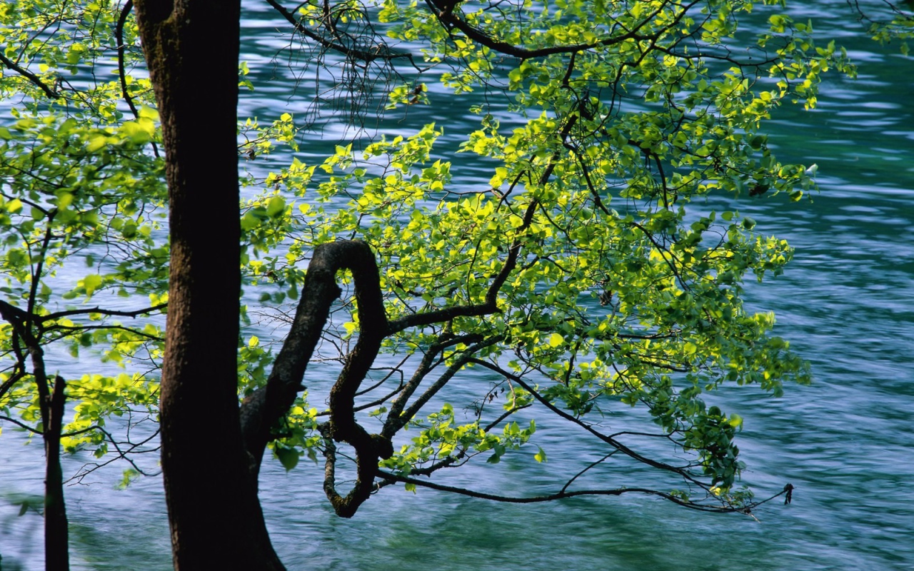 Дерево над рекой в Китае