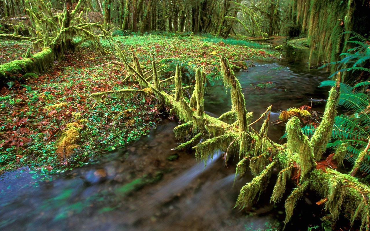 Очень дикая природа