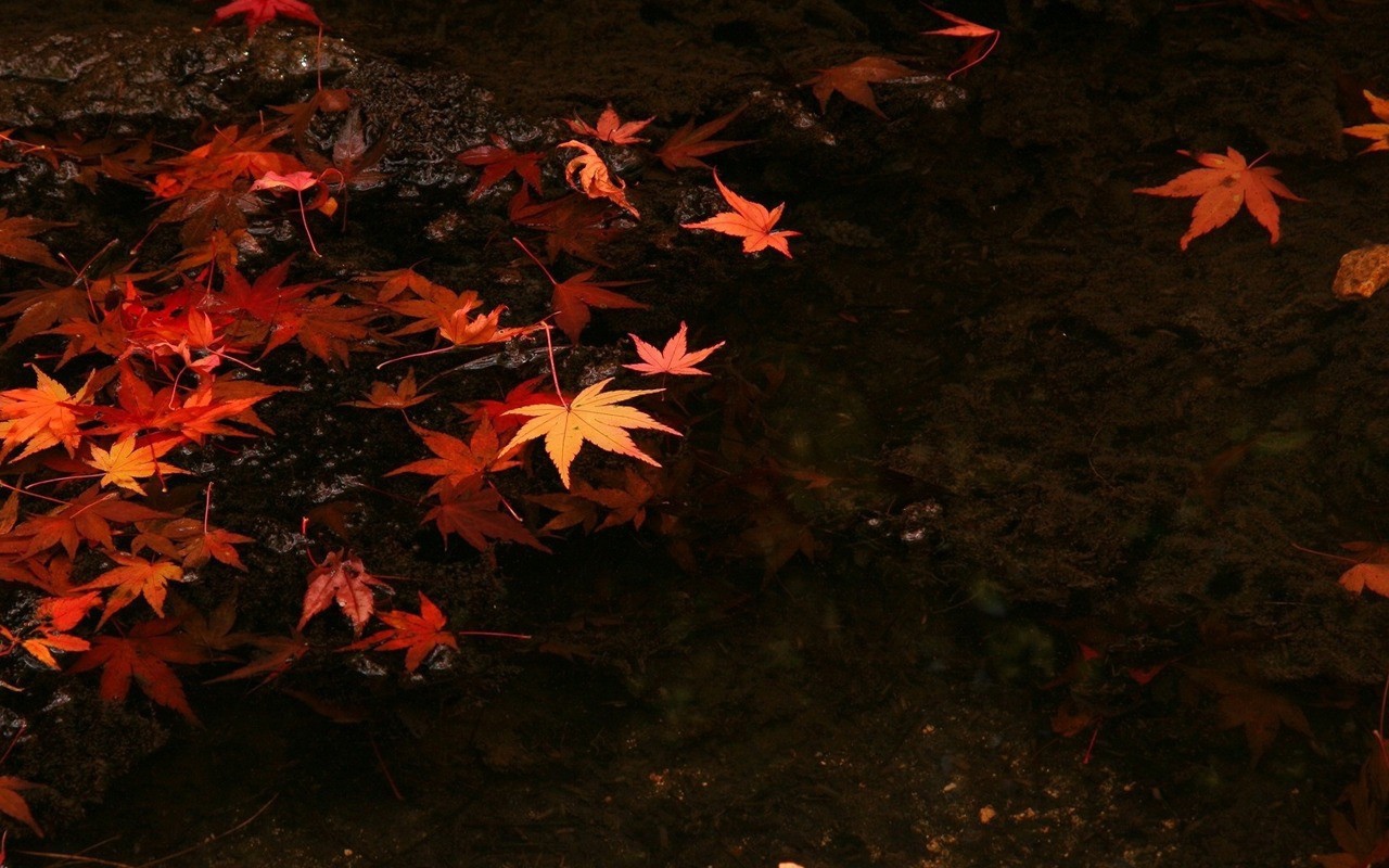 Autumn colorful leaves