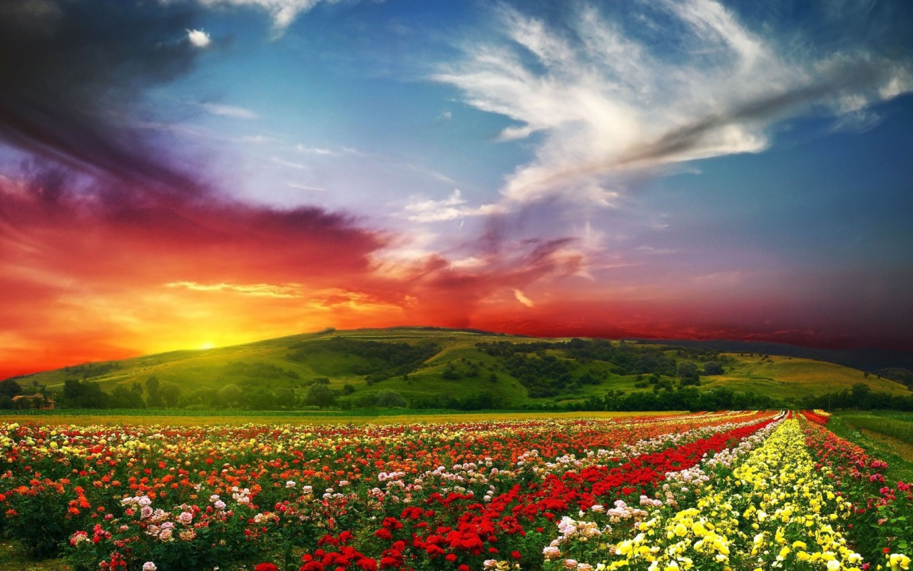 Красный закат над полем