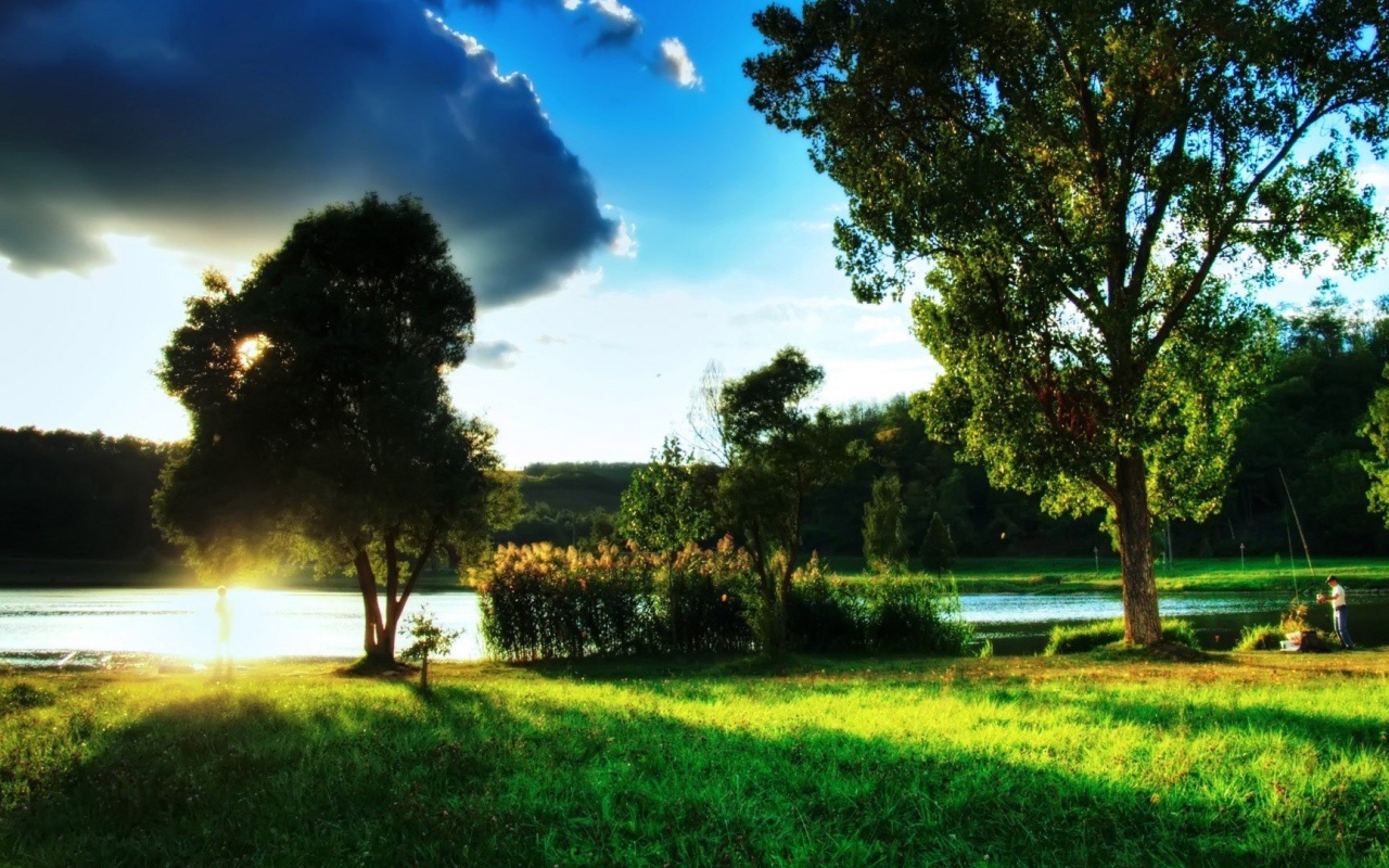 Закат за деревом