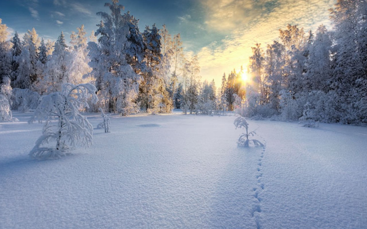 Закат в белом  заснеженном лесу