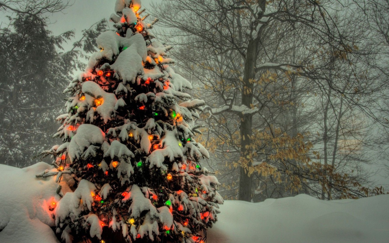 Новогодняя елка в лесу 2014 год