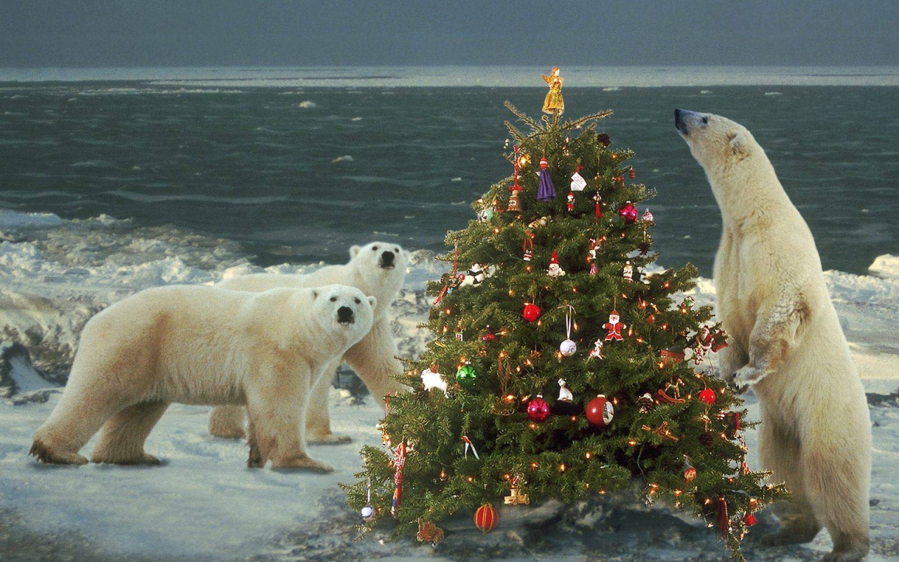Белые медведи празднуют Новый Год