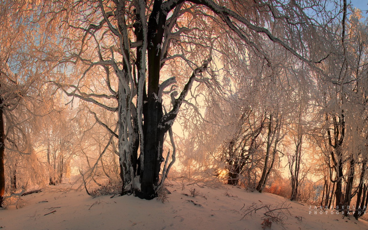 Зимние узоры в заснеженном лесу