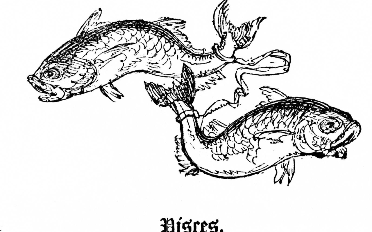 Рыбы на белом фоне