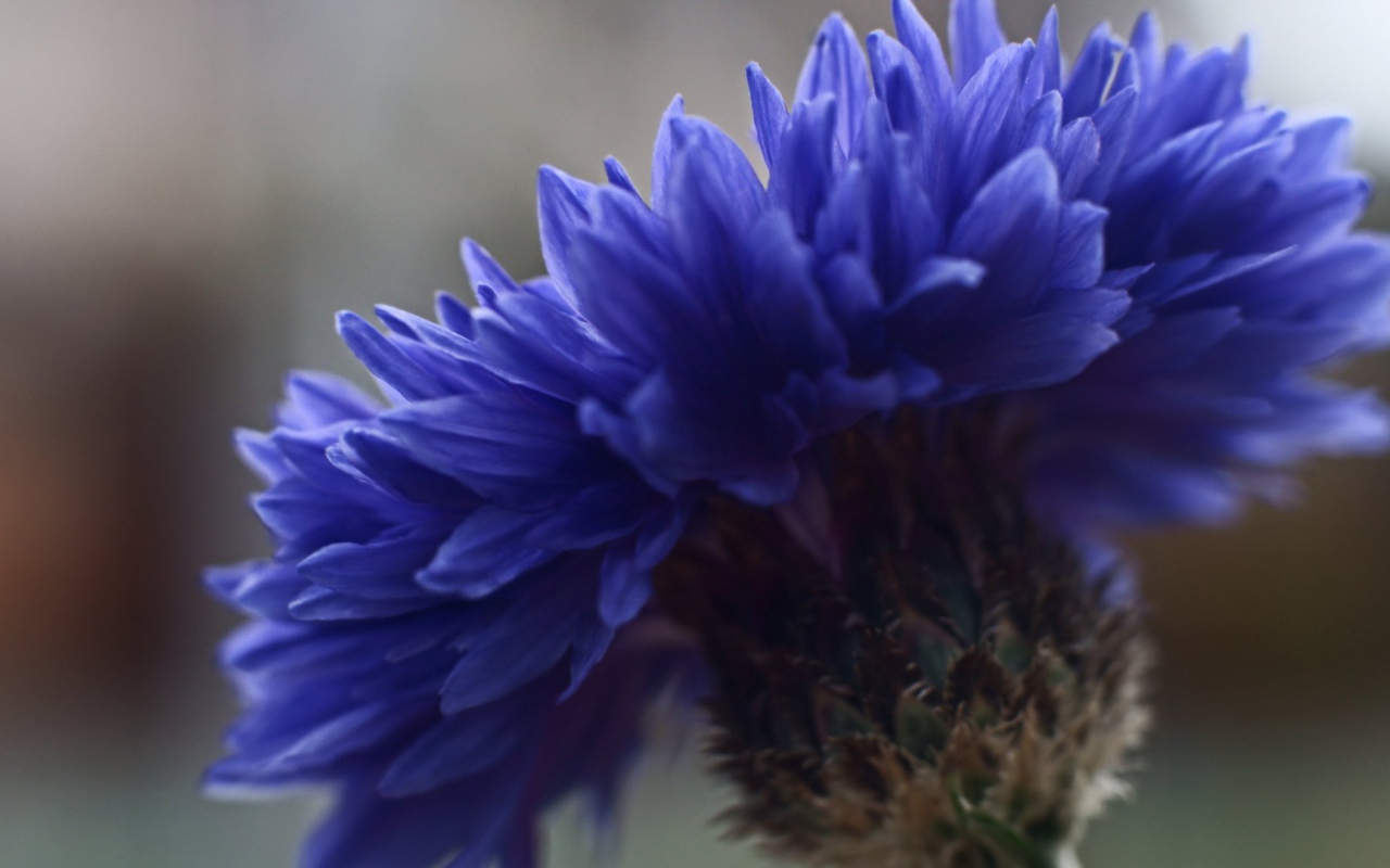 Лютик синий