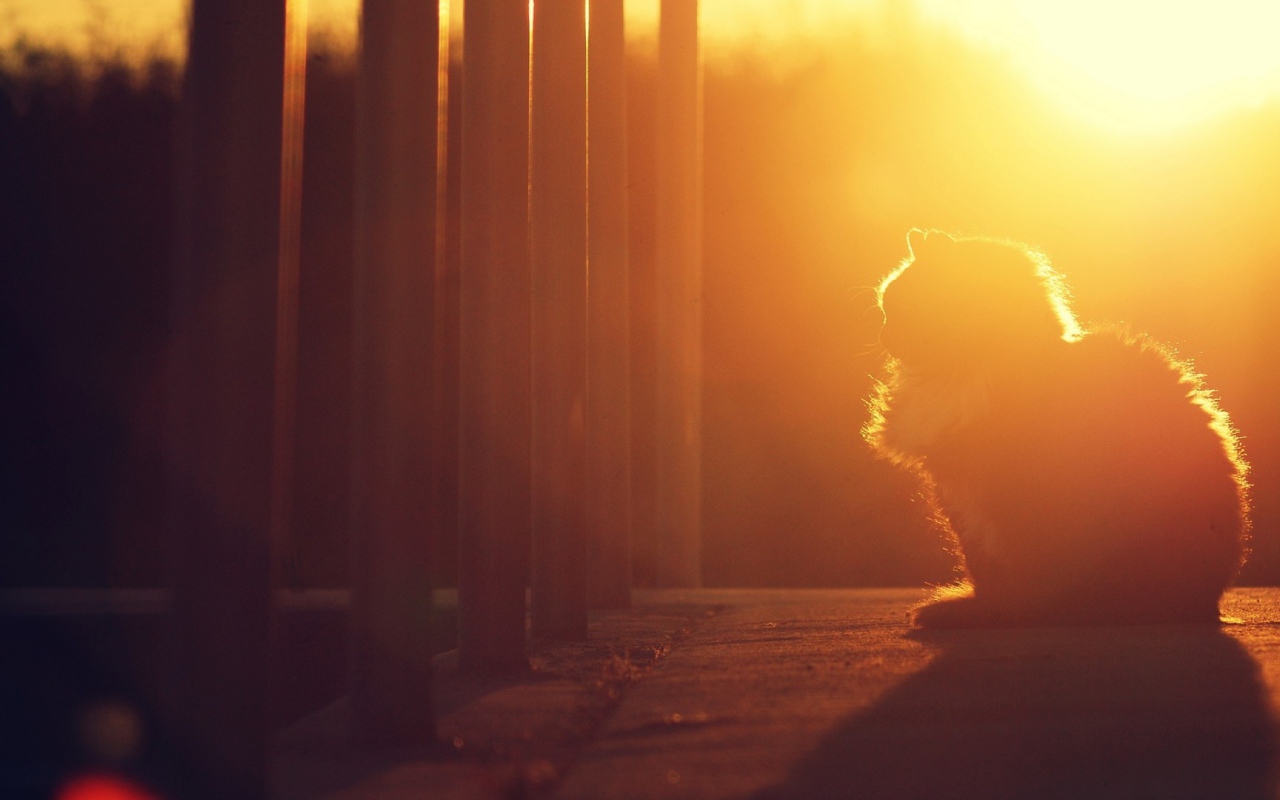 Кошка на закате