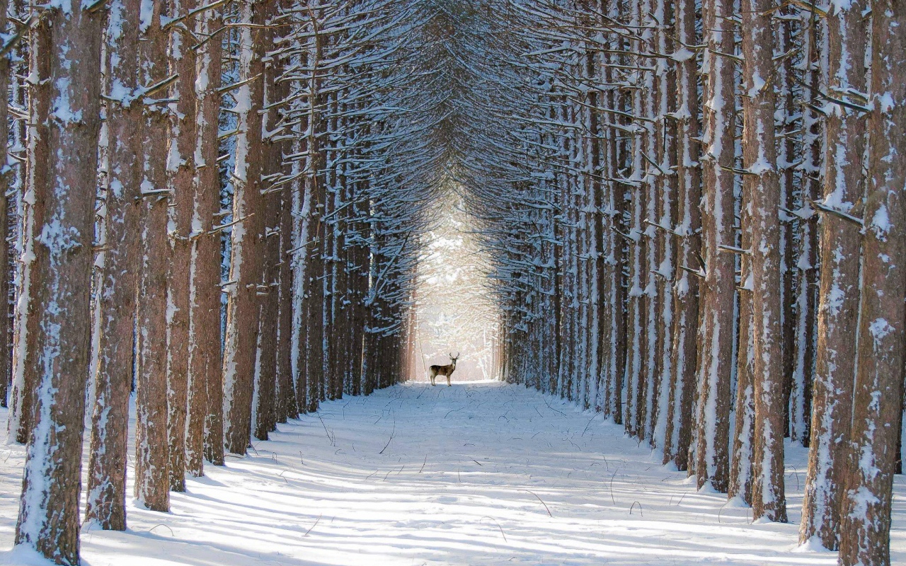 Олень в лесу