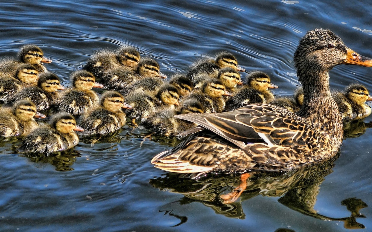 Утка с выводком