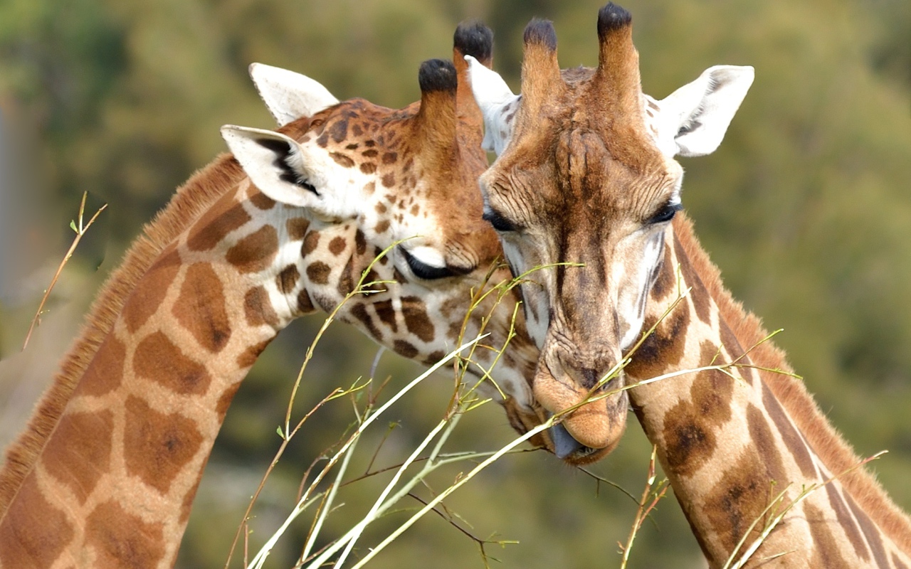 Мордочки пары жирафов