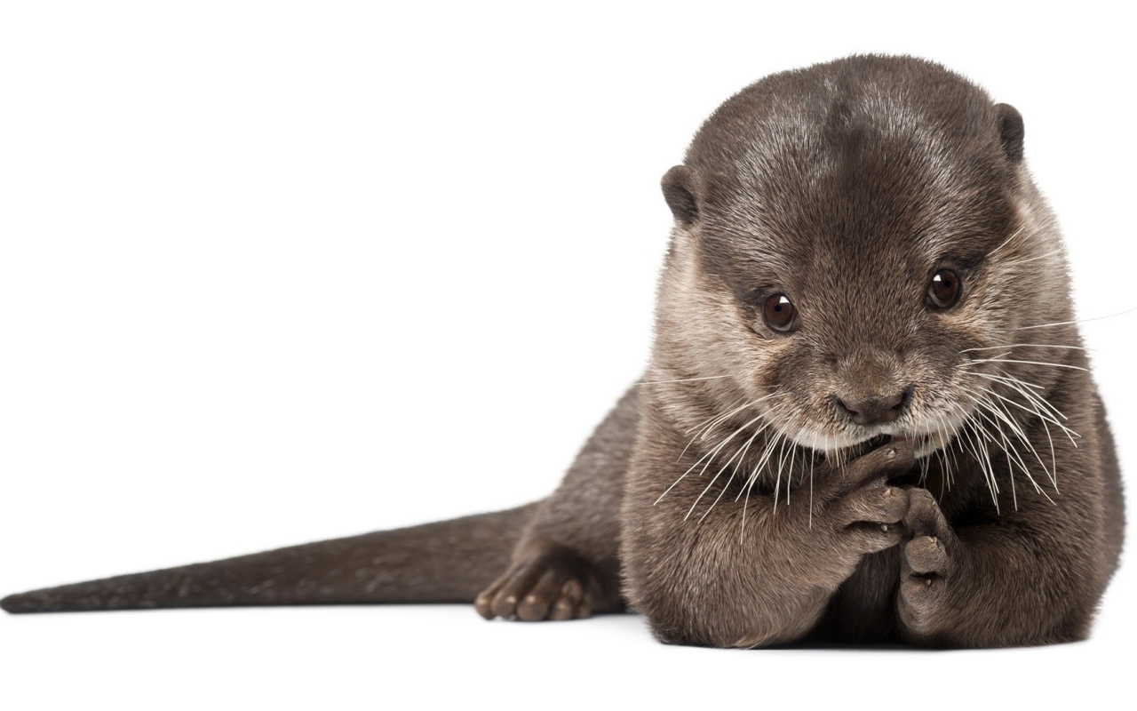 Забавный детеныш