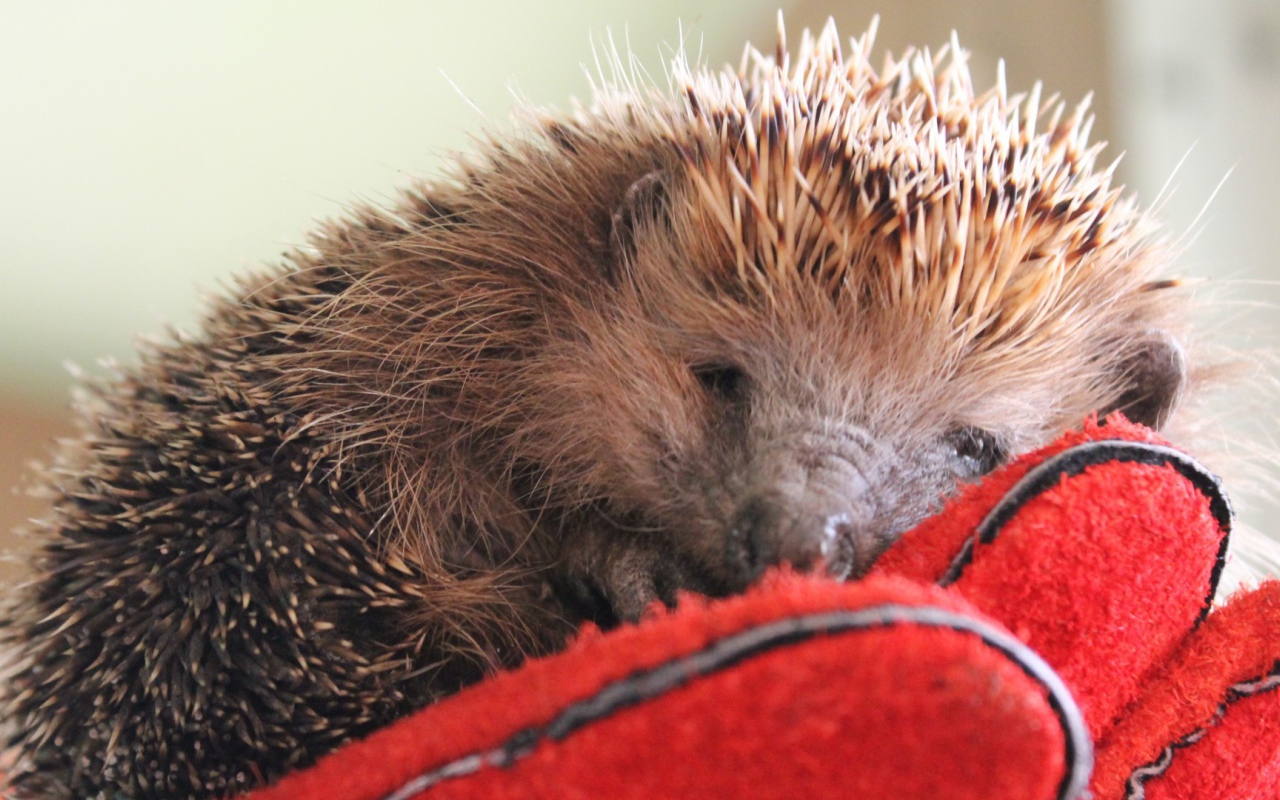 Нежный ёжик