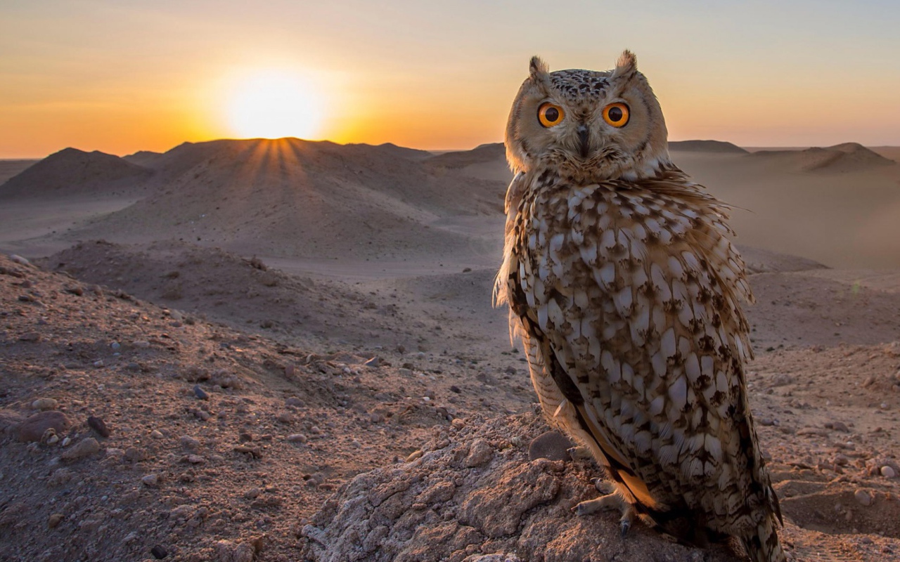 Филин в пустыне