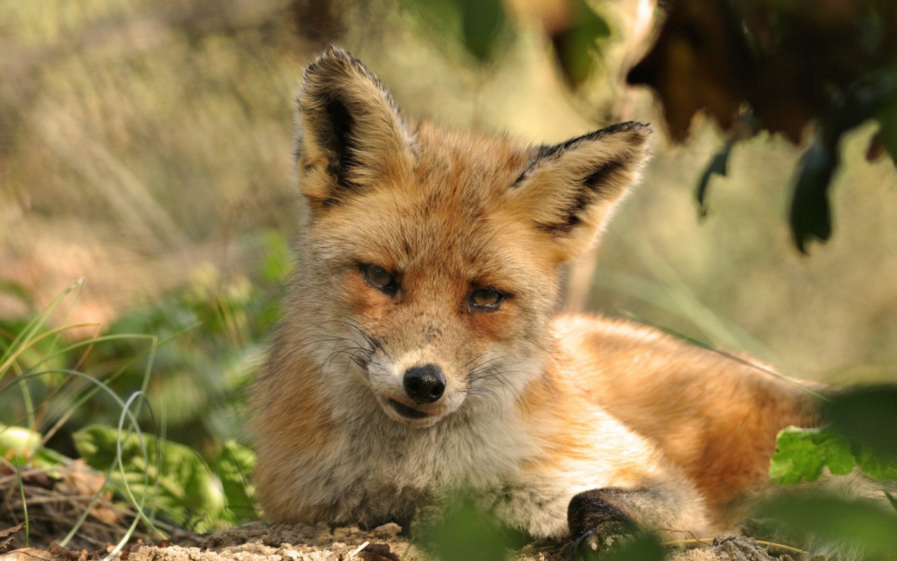 Рыжая лиса