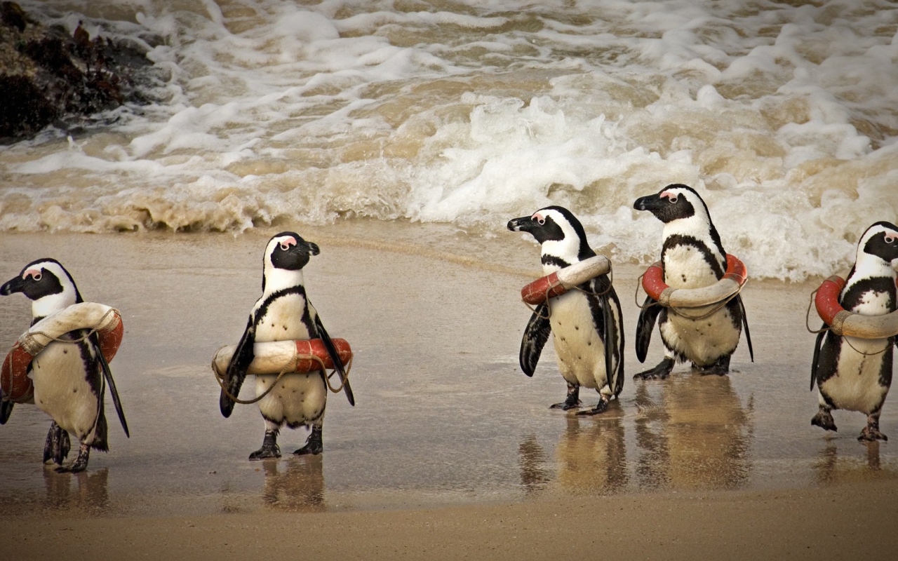 Cпасатели на льду