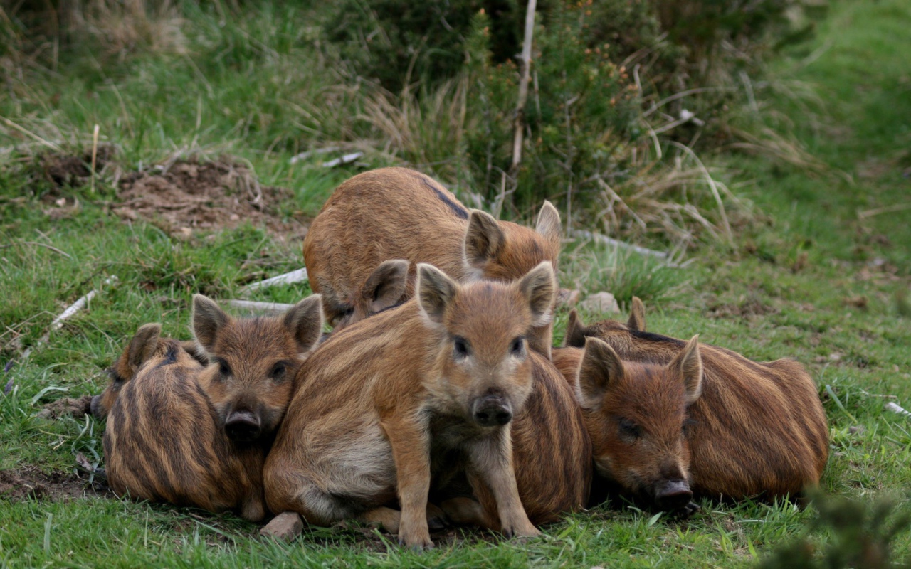 Cемъя животных на траве