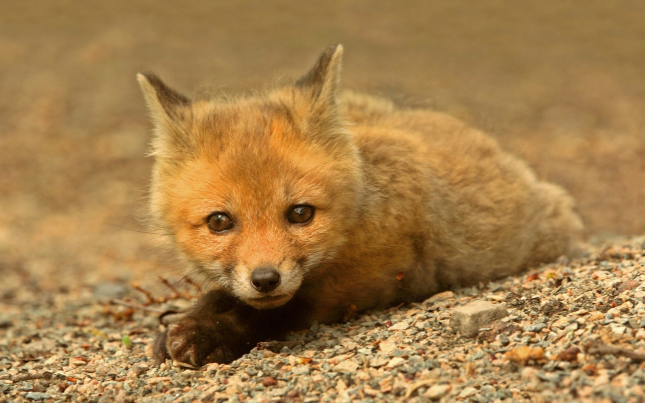 Маленький зверек