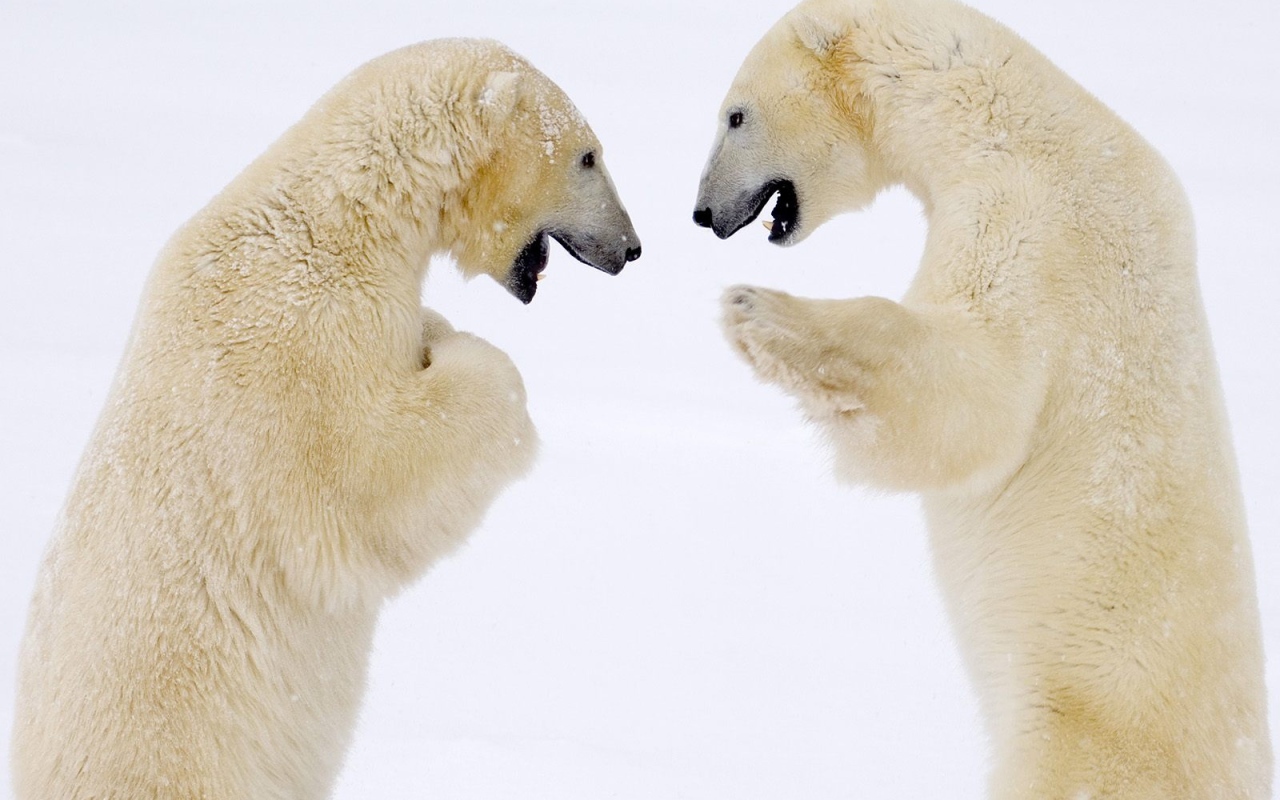 Схватка белых медведей
