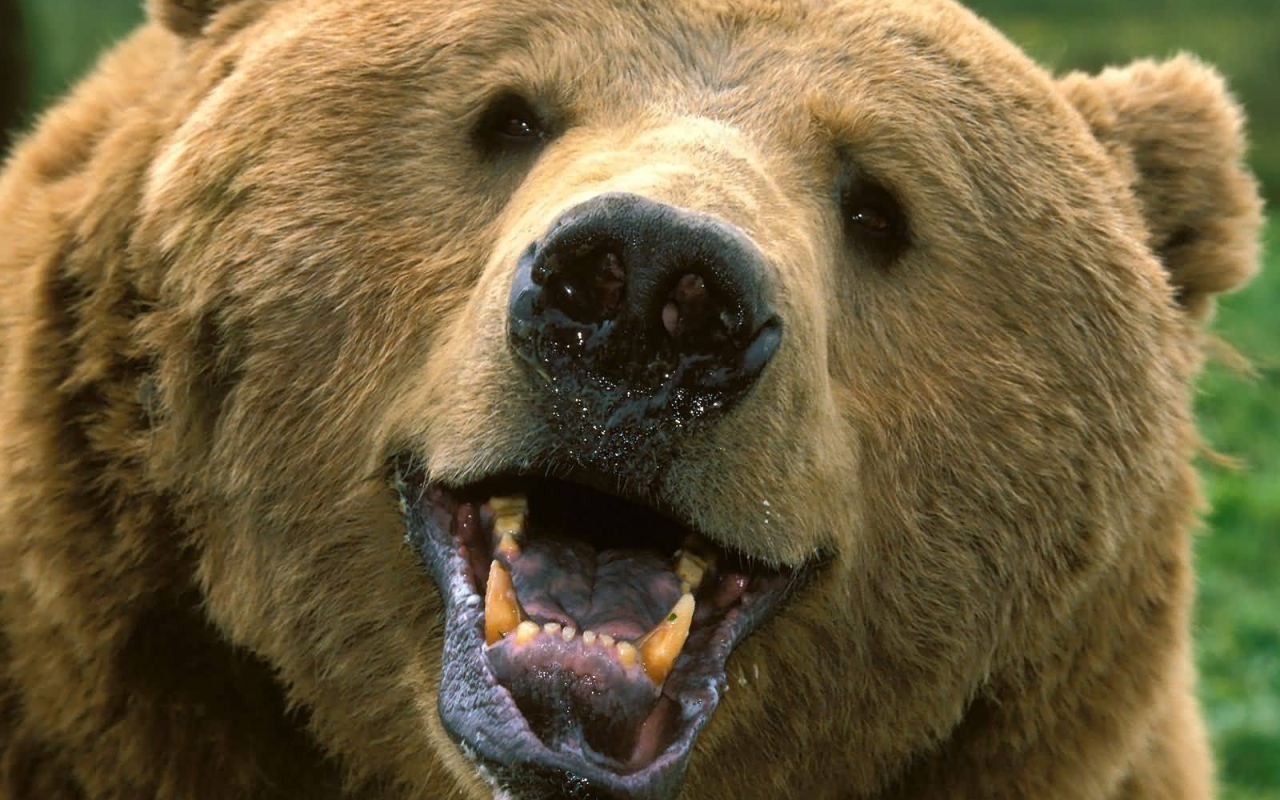 Взгляд медведя