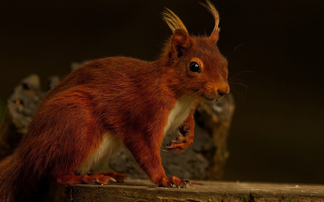 Забавная белка