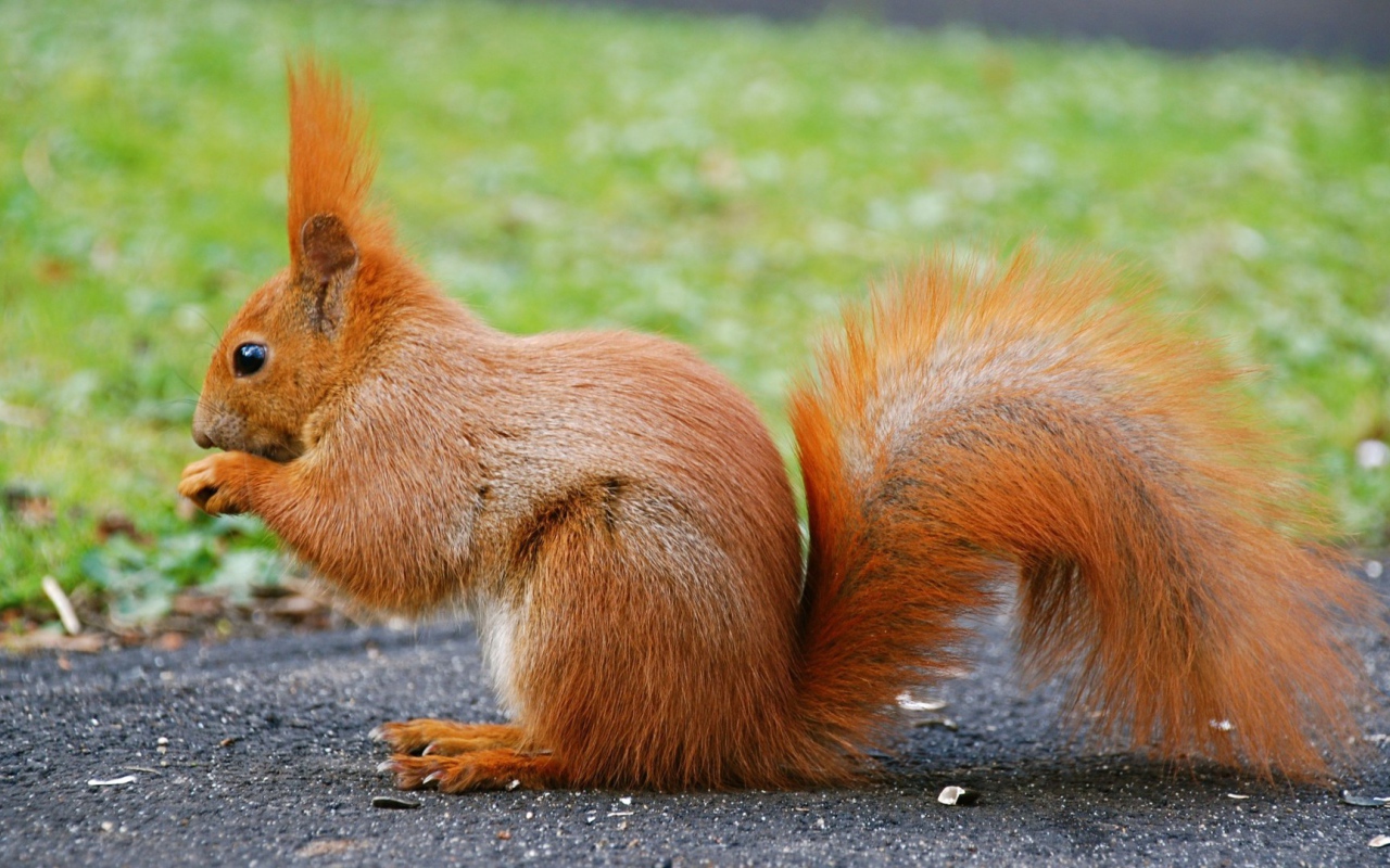 Оранжевая белочка