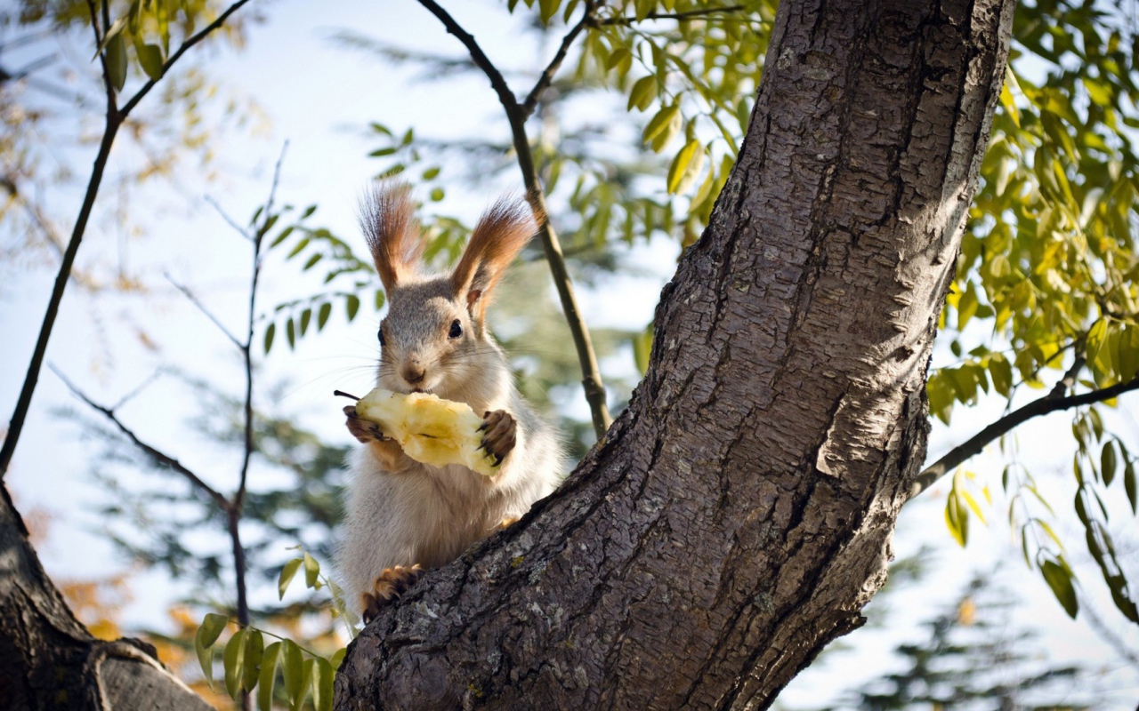 Белочка ест грушу