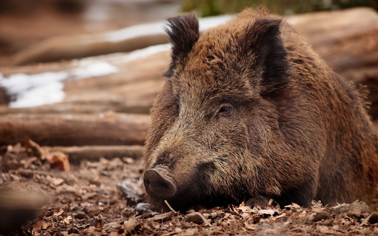 Дикий кабан