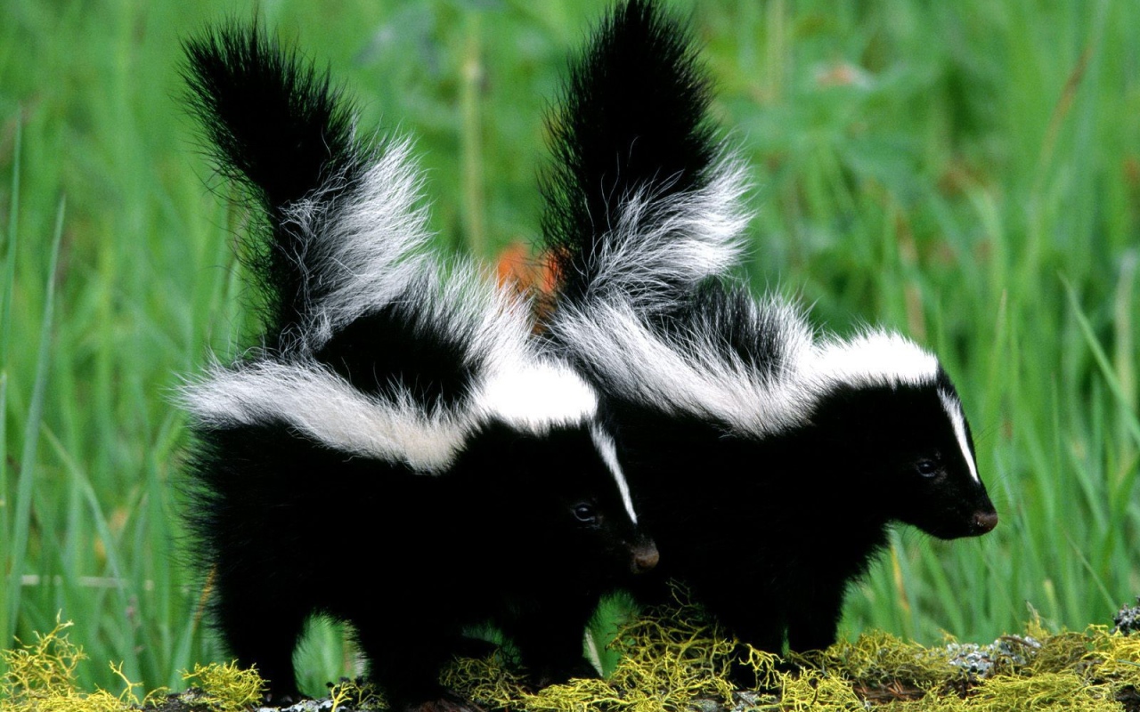 Два скунса гуляют на природе