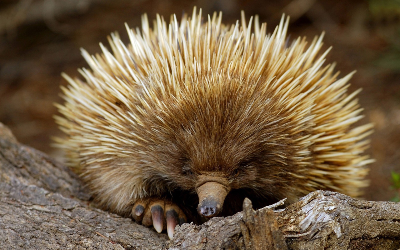 Ехидна из южной Австралии