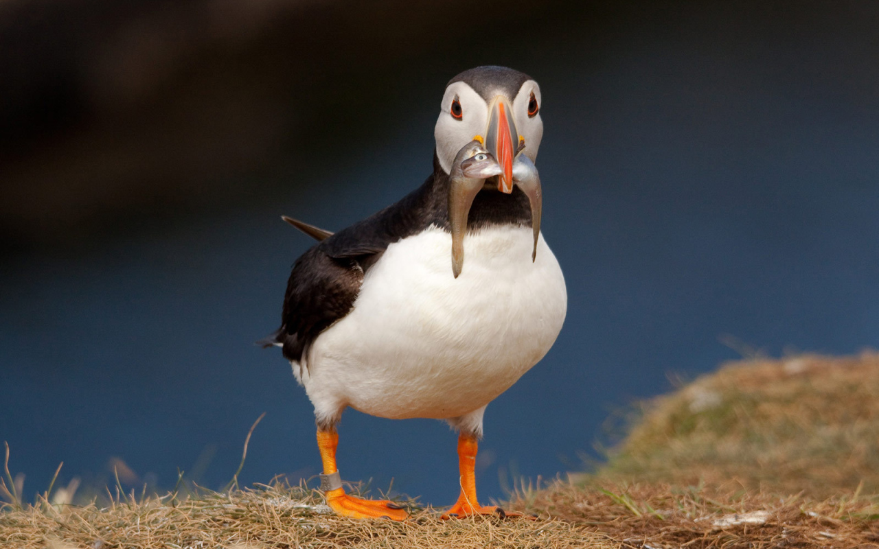 Птица с рыбой в клюве