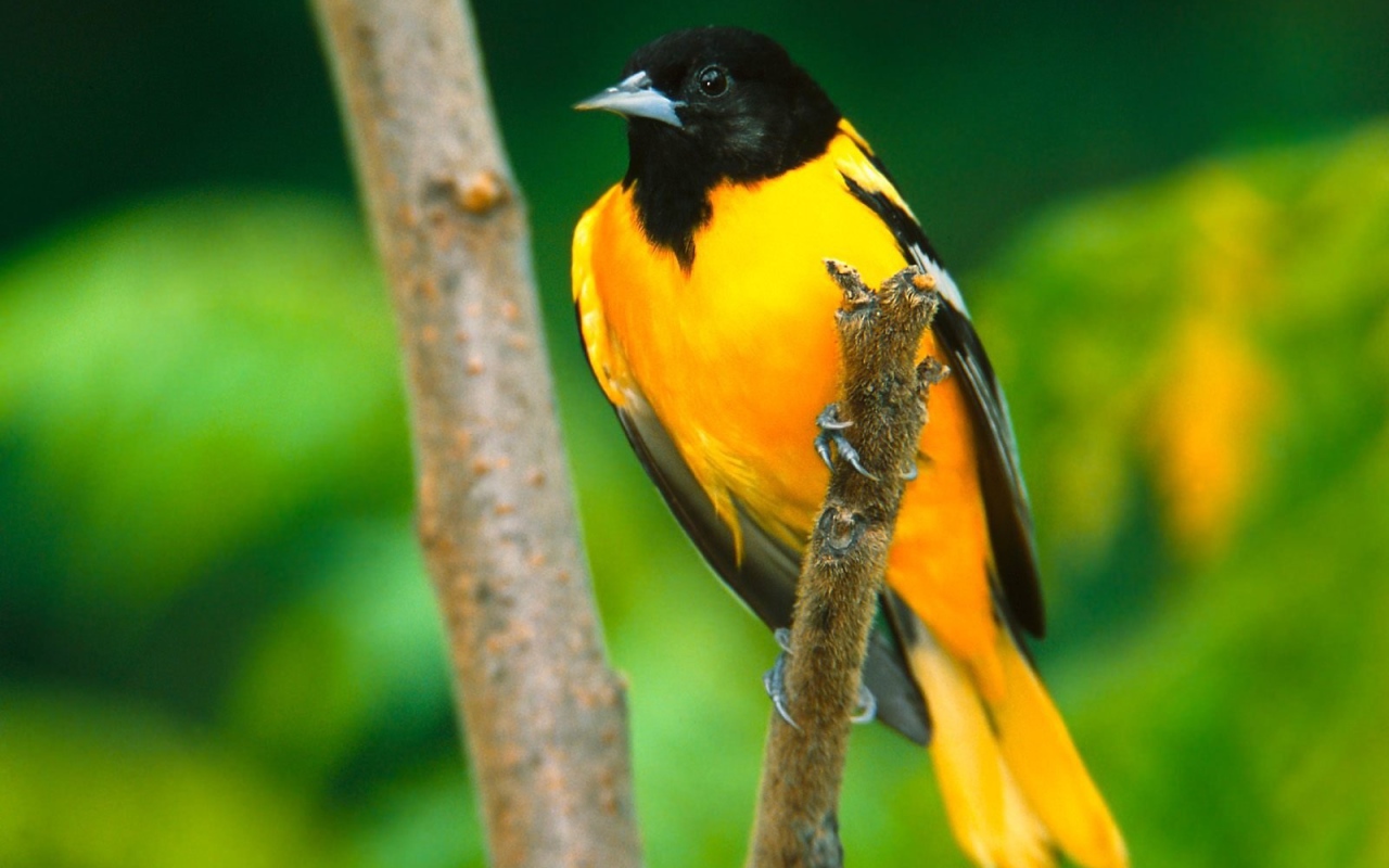 Иволга в Балтиморе