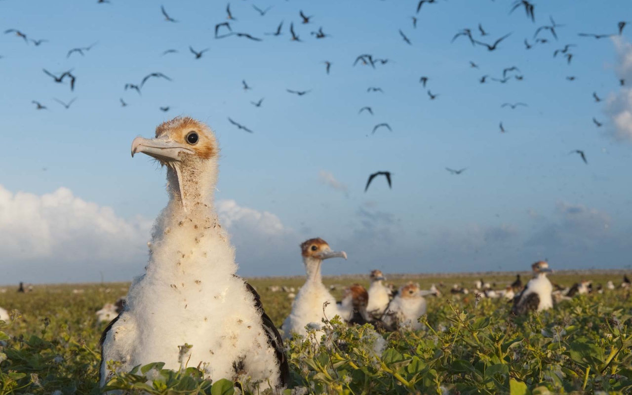 Большие птенцы