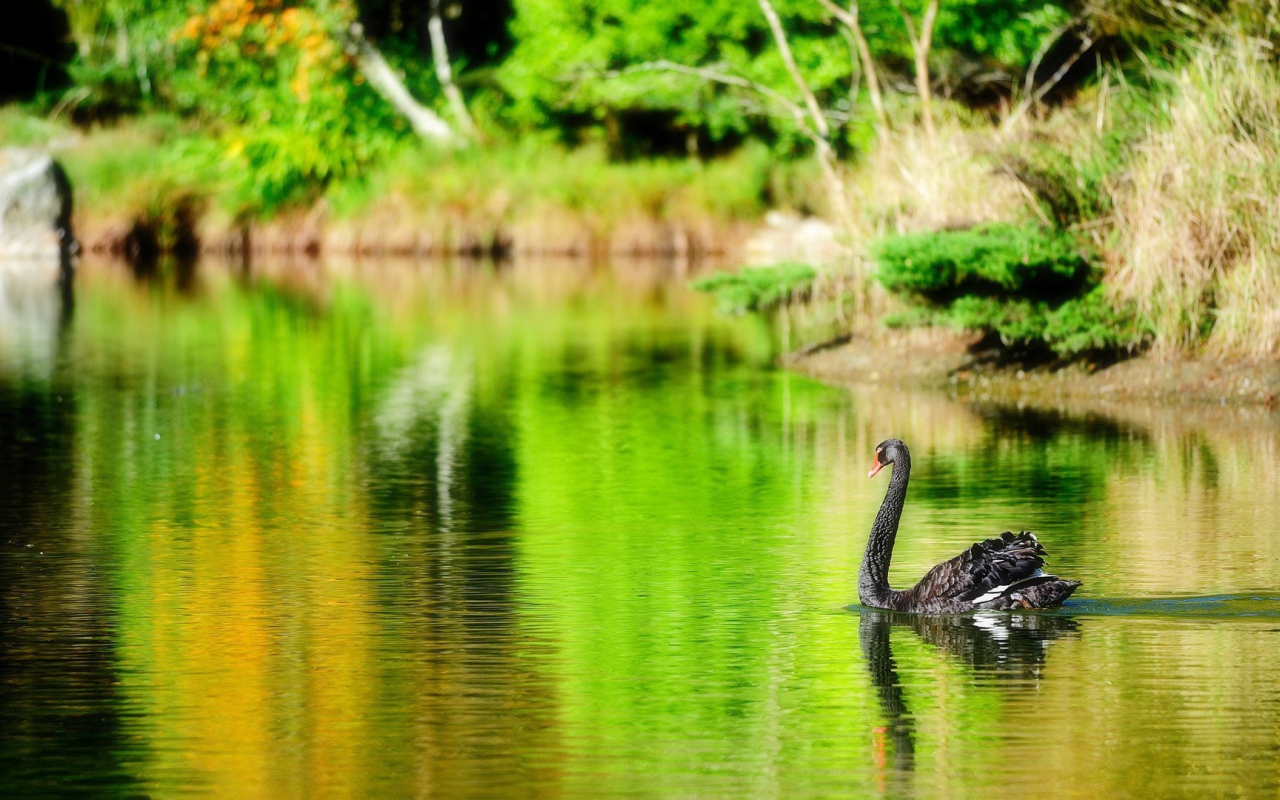 Черный лебедь