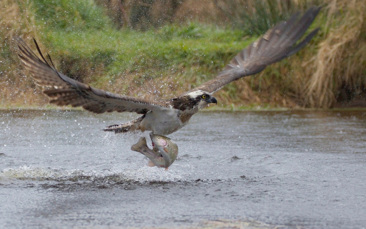 орел поймал рыбу