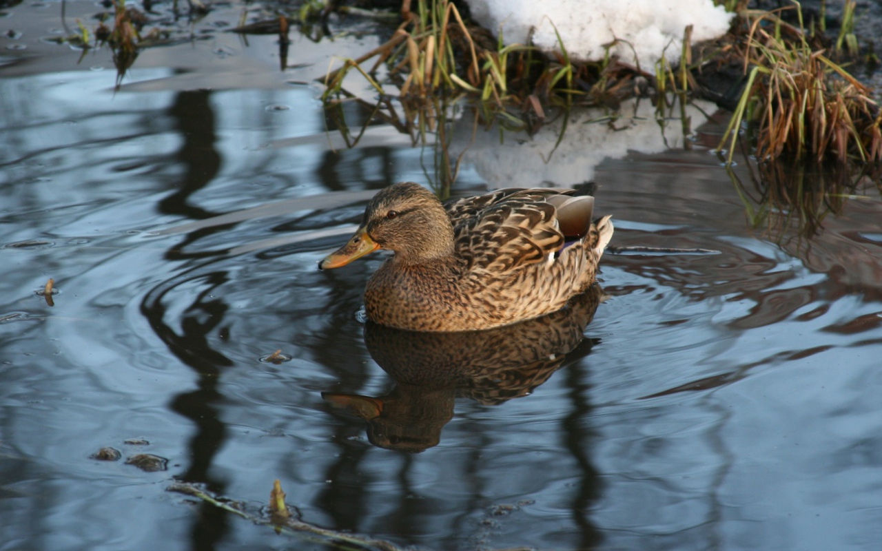 Утка в озере