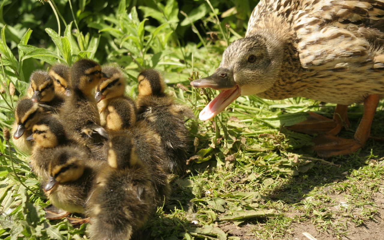 Утка с утятами